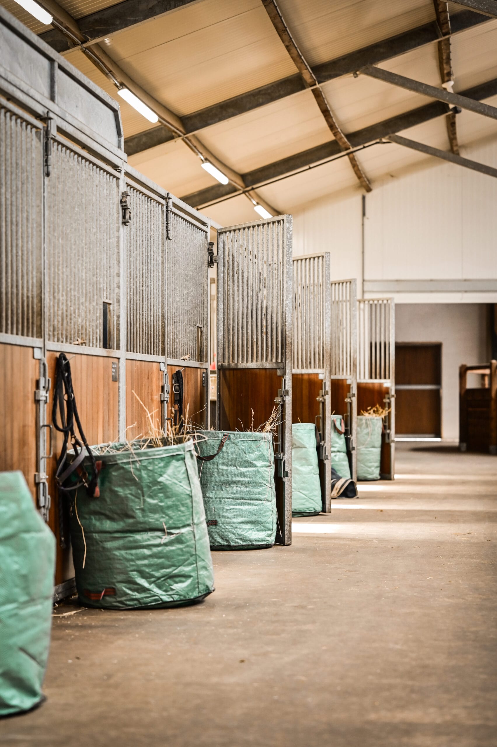 MH Sporthorses - Image 2