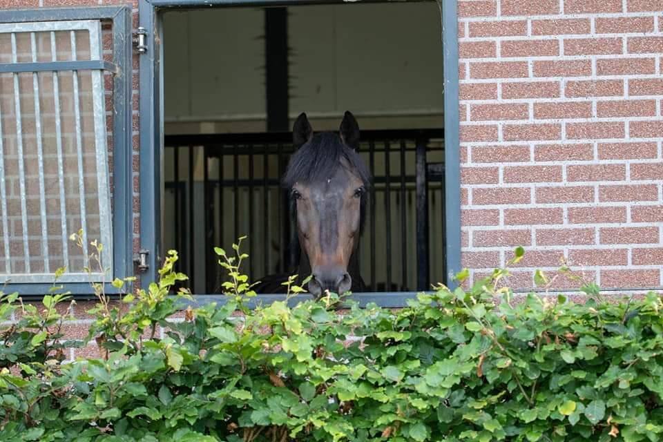 Fully Equipped Showjumping Stable in the South of The Netherlands - Image 10