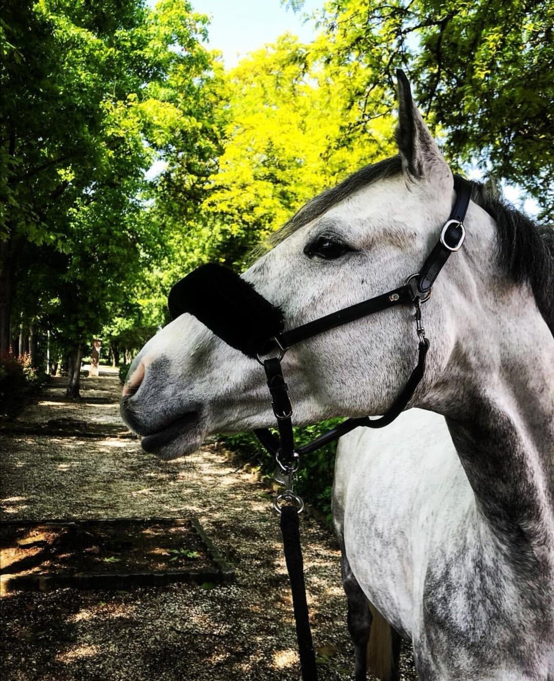 Exclusive Full Property at Royal Horse Club - Perfect for Your Horse's Needs - Image 10