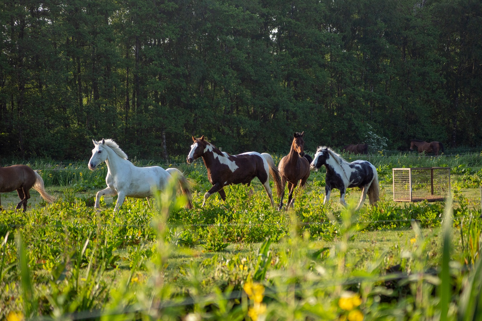 The Gouda Riding School - Image 5