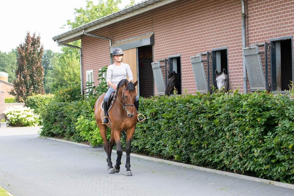 Fully Equipped Showjumping Stable in the South of The Netherlands - Image 8